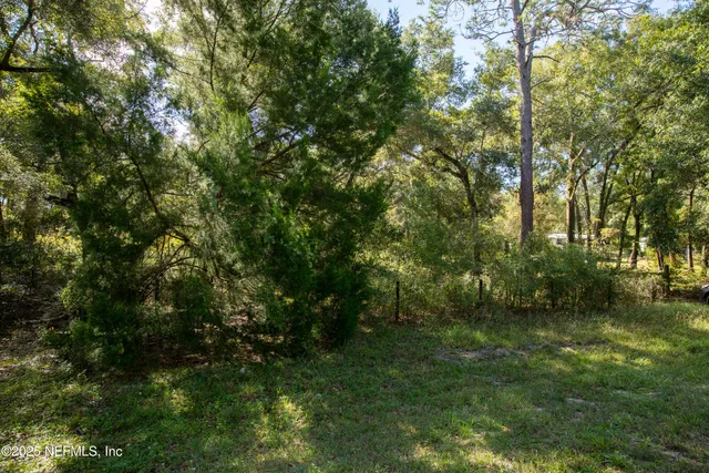 a view of lush green forest