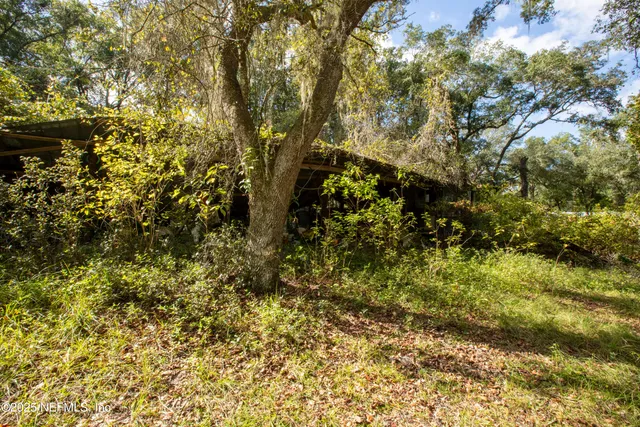 a view of a plants and large trees