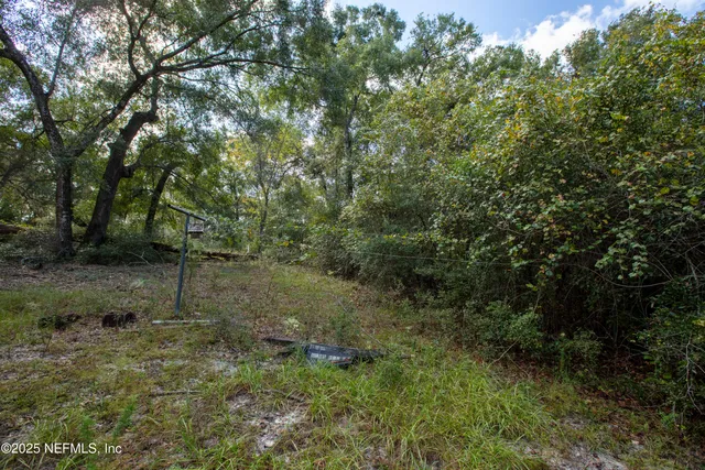 a view of a forest filled with trees