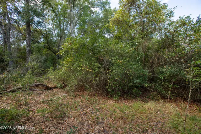 a view of a forest with trees in the background
