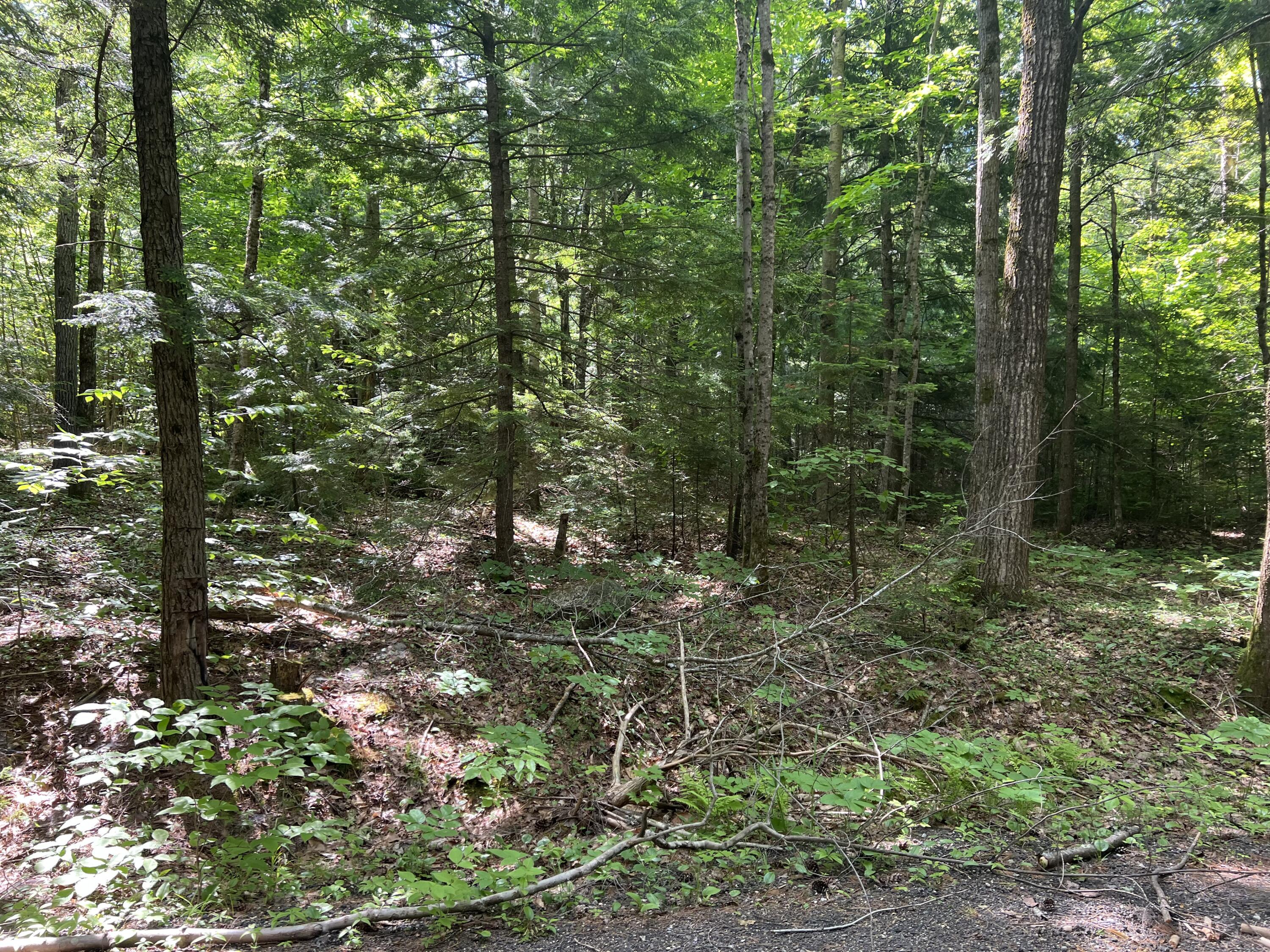 Lot1 Town Farm Road New Gloucester, ME 04260 - Photo 10 of 10 IMG_6600