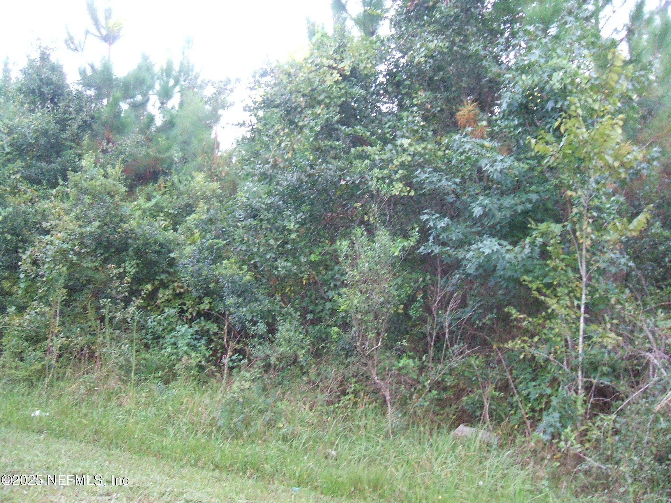 0 Owens Road Jacksonville, FL 32218 - Photo 18 of 20 a view of a forest with lots of trees