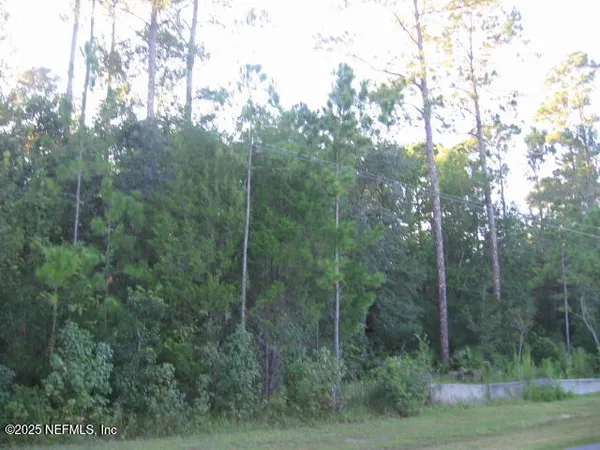 a view of a forest with trees in the background