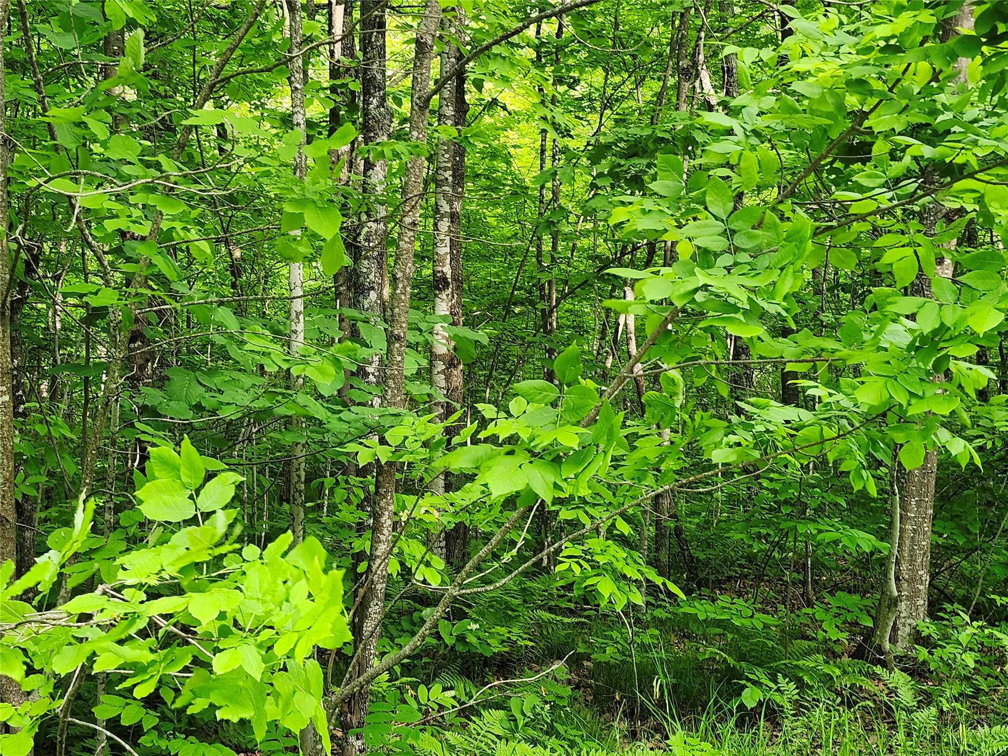 Off Borrie Road Couderay, WI 54828 - Photo 2 of 2