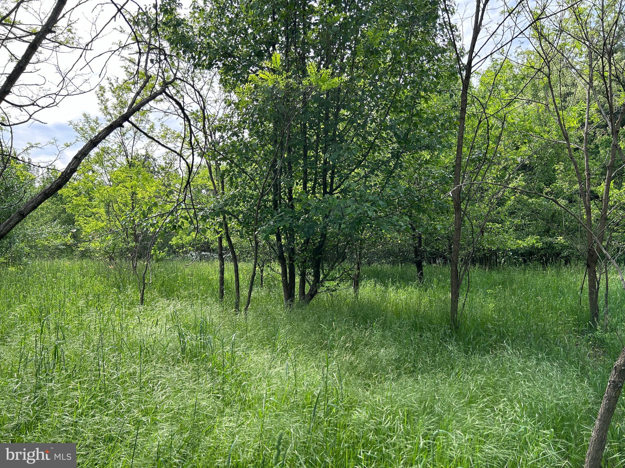 Lot 8 Timber Ridge Road Berkeley Springs, WV 25411 - Photo 12 of 19