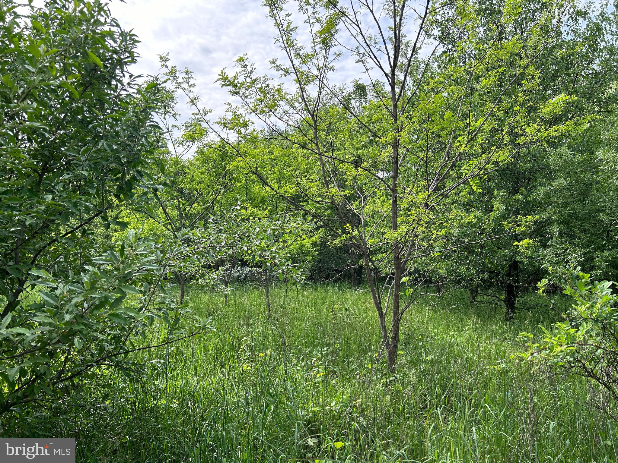Lot 8 Timber Ridge Road Berkeley Springs, WV 25411 - Photo 13 of 19