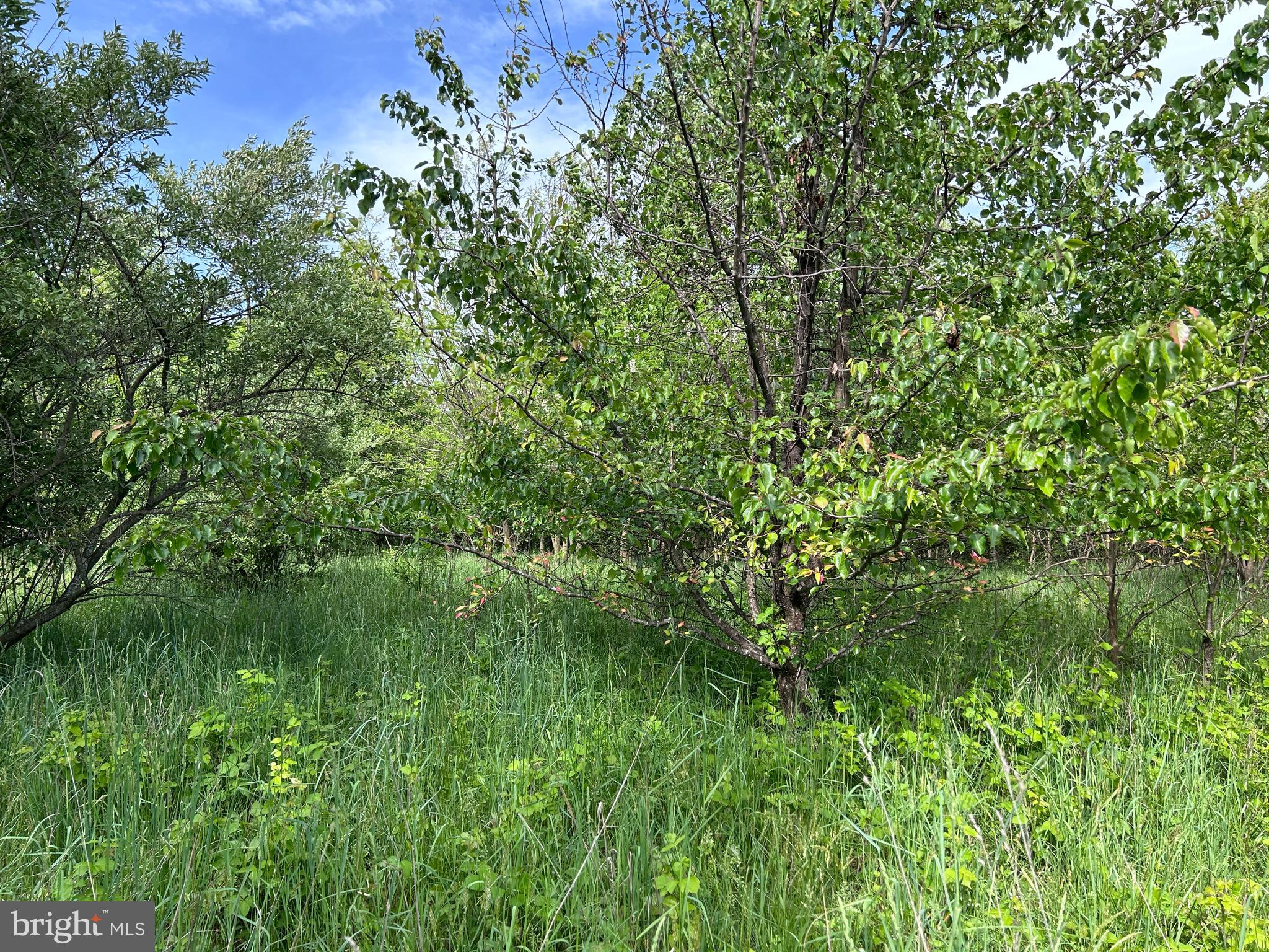 Lot 8 Timber Ridge Road Berkeley Springs, WV 25411 - Photo 3 of 19