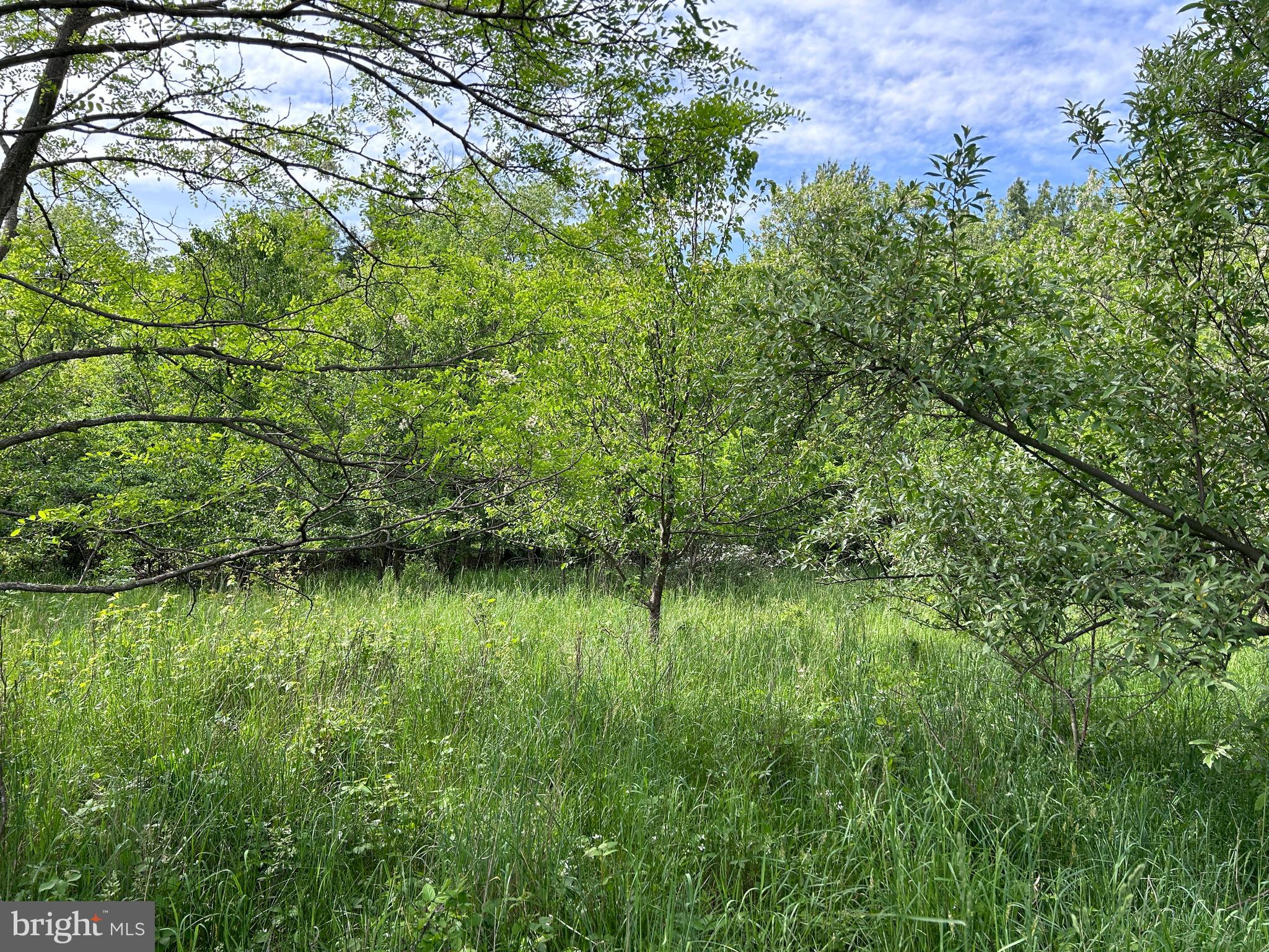 Lot 8 Timber Ridge Road Berkeley Springs, WV 25411 - Photo 4 of 19