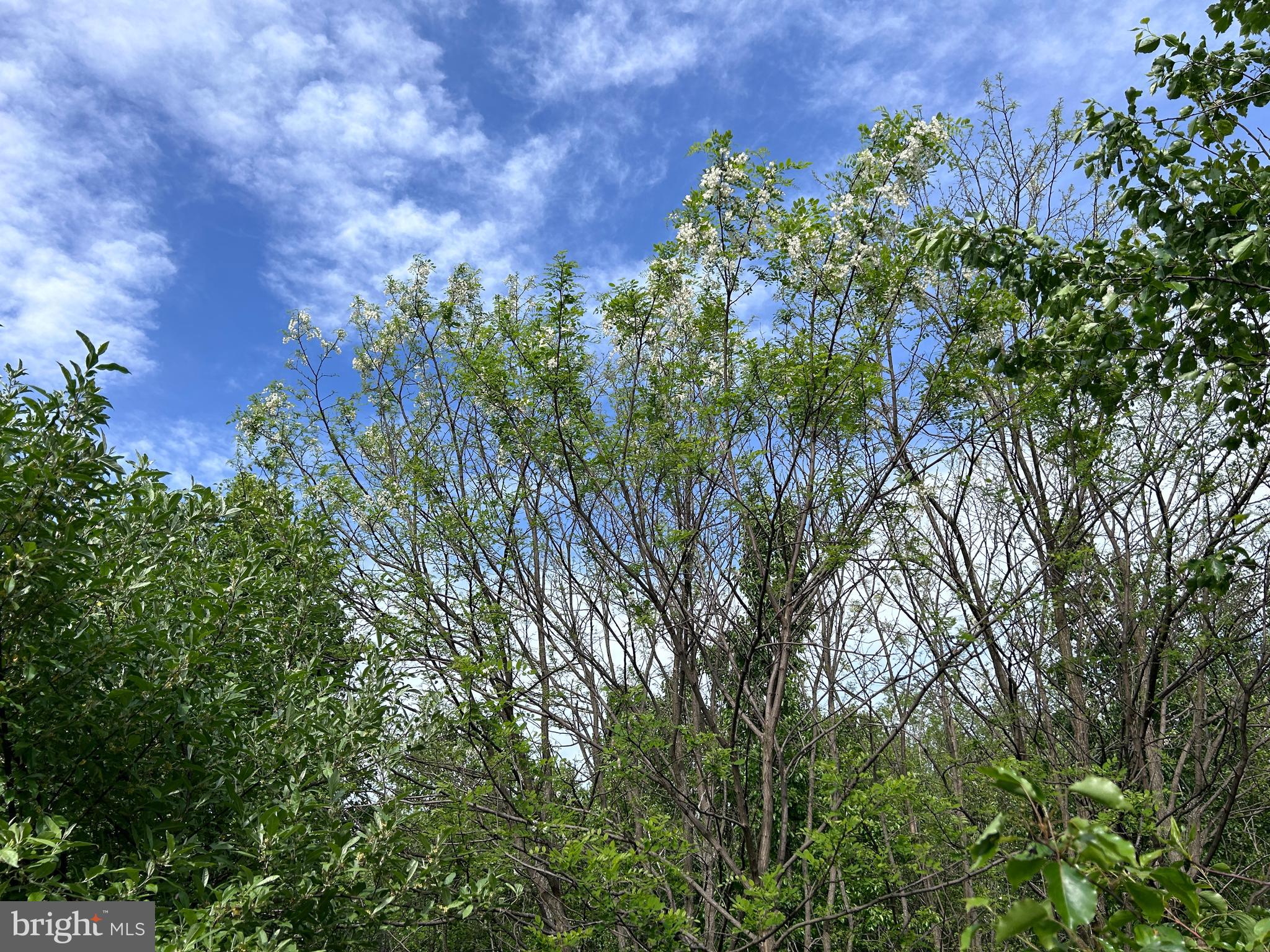 Lot 8 Timber Ridge Road Berkeley Springs, WV 25411 - Photo 5 of 19