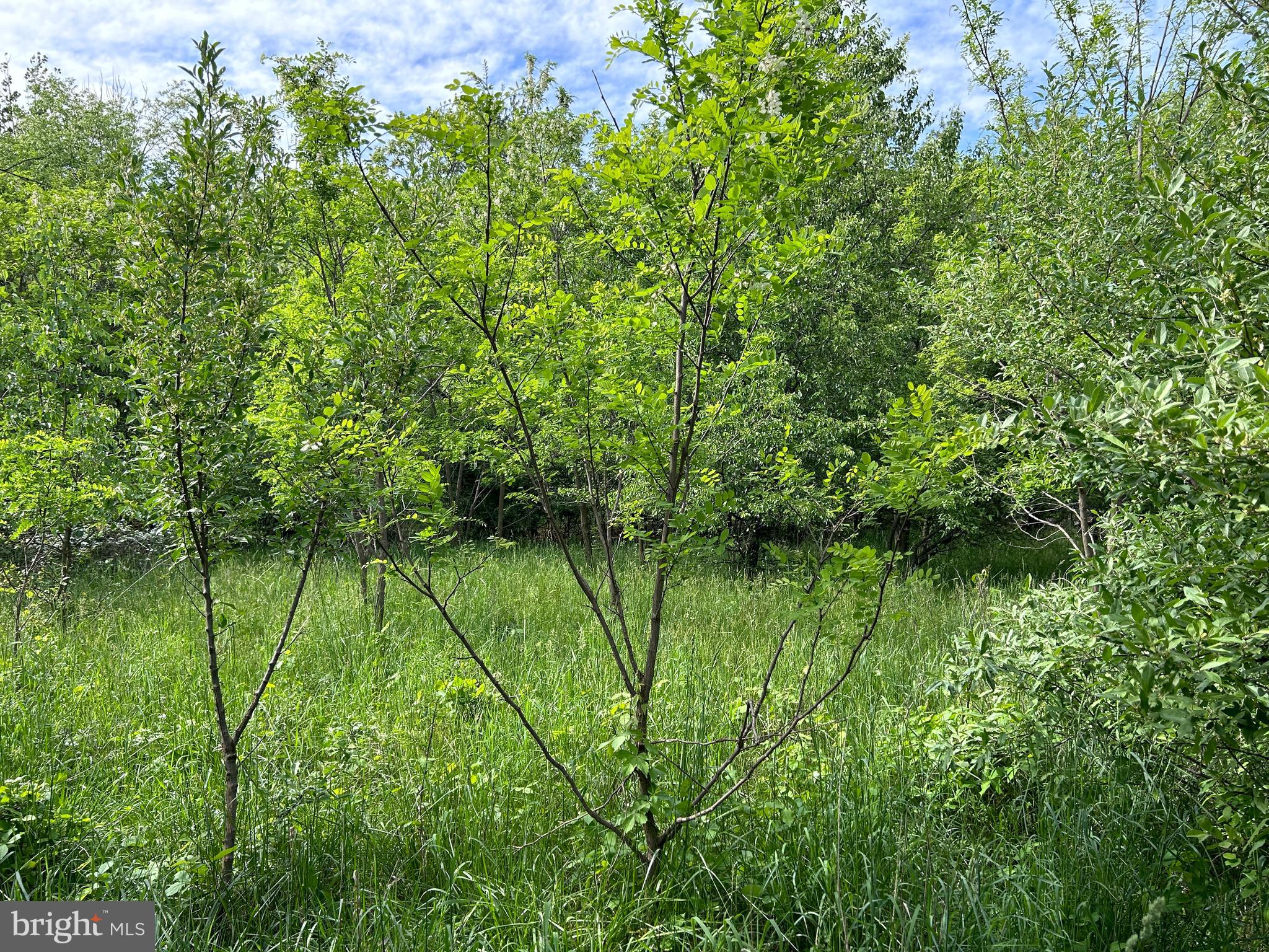 Lot 8 Timber Ridge Road Berkeley Springs, WV 25411 - Photo 6 of 19