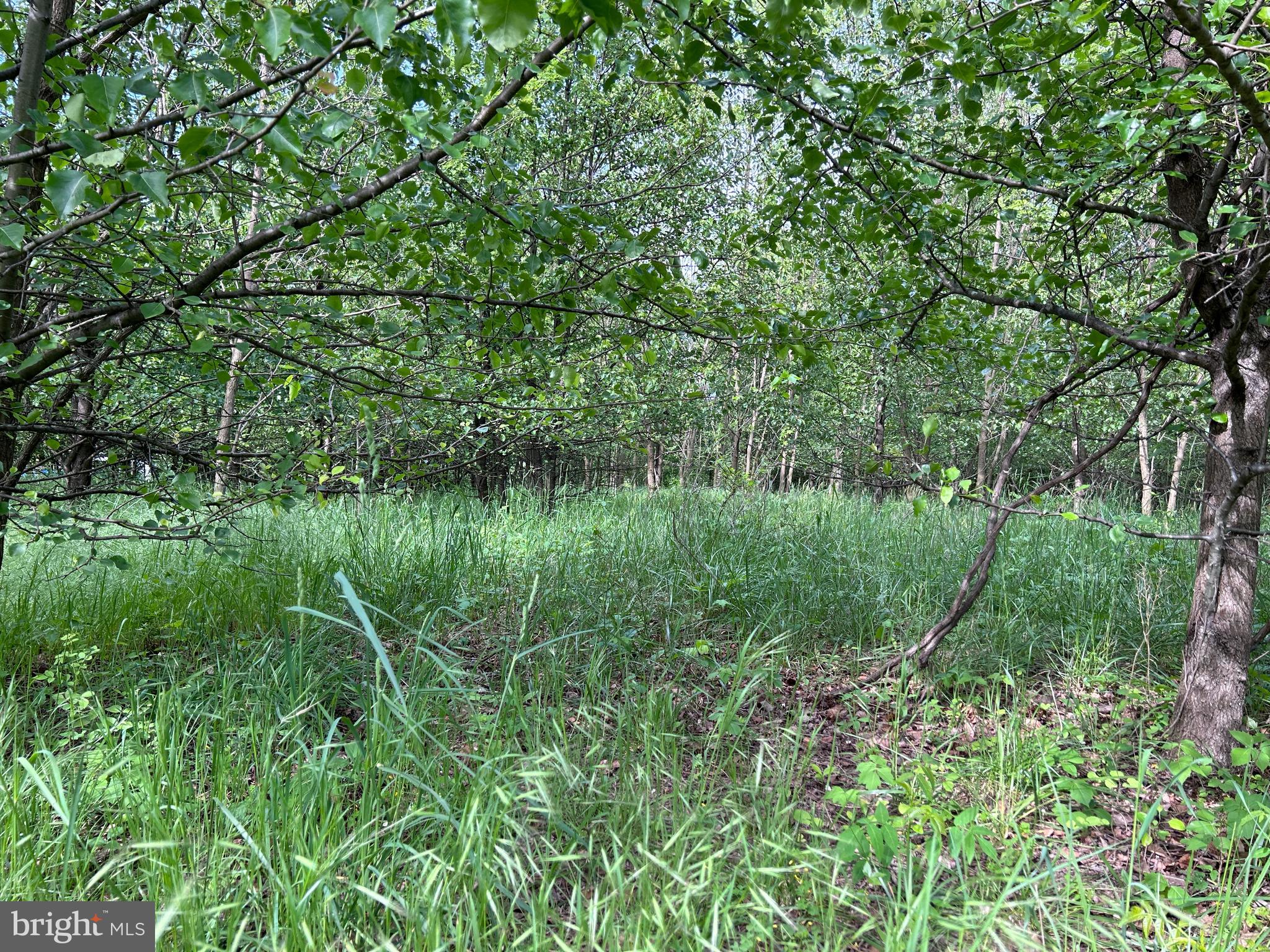 Lot 8 Timber Ridge Road Berkeley Springs, WV 25411 - Photo 9 of 19