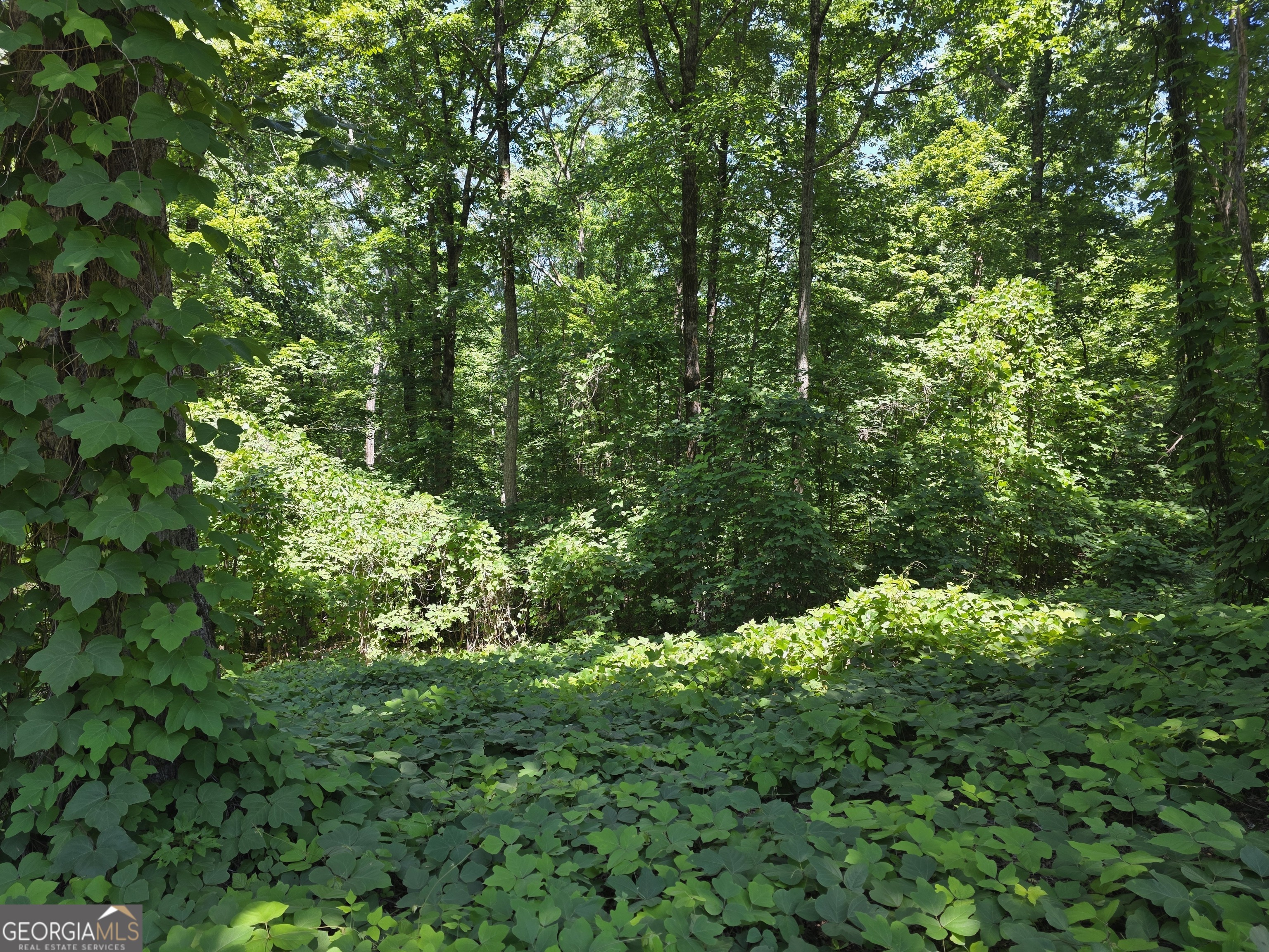 0 Cowart Mountain Tract 2 Road Jasper, GA 30143 - Photo 5 of 19
