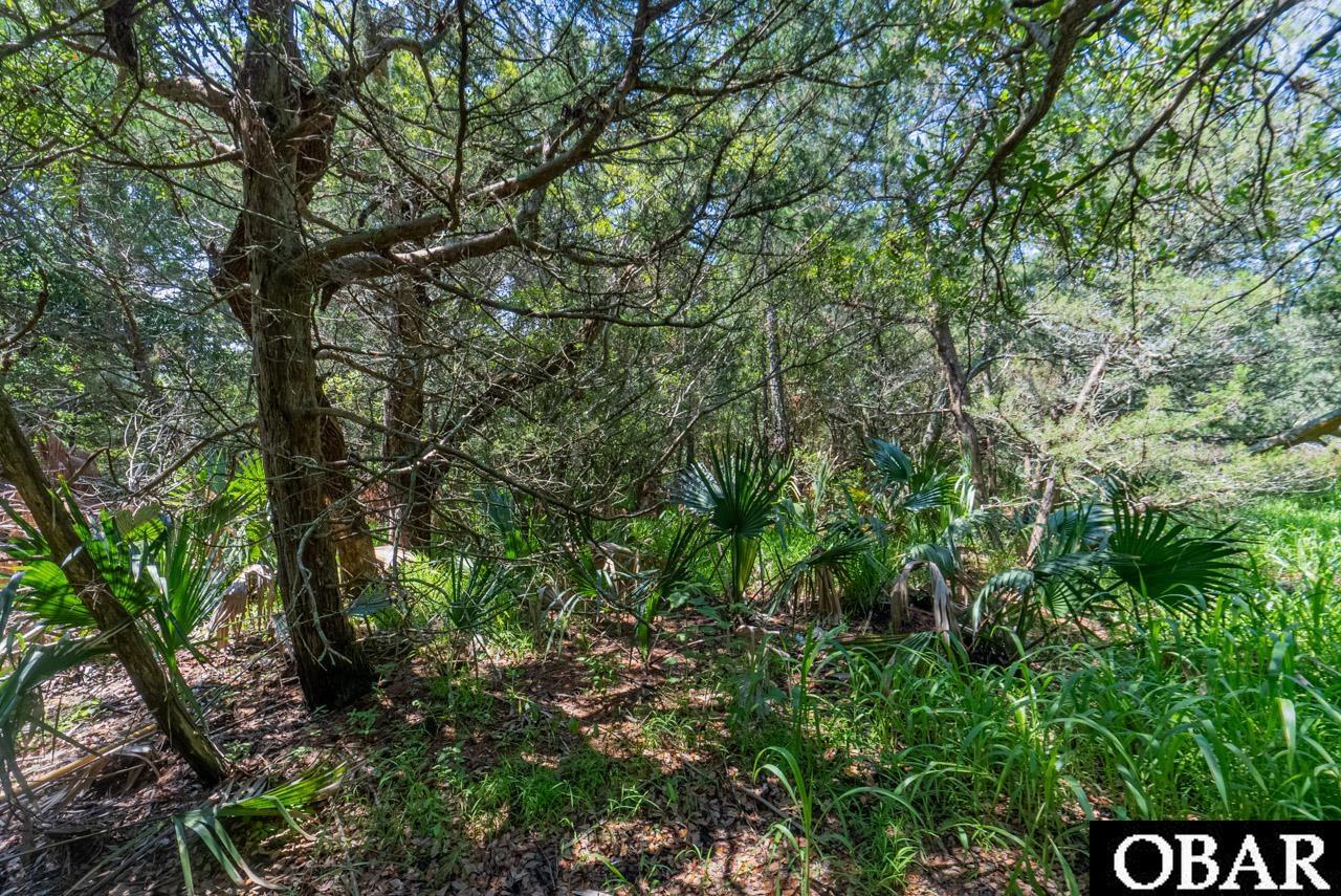 0 Rocky Rollinson Road Buxton, NC 27920 - Photo 3 of 9 Beautiful Vegetation