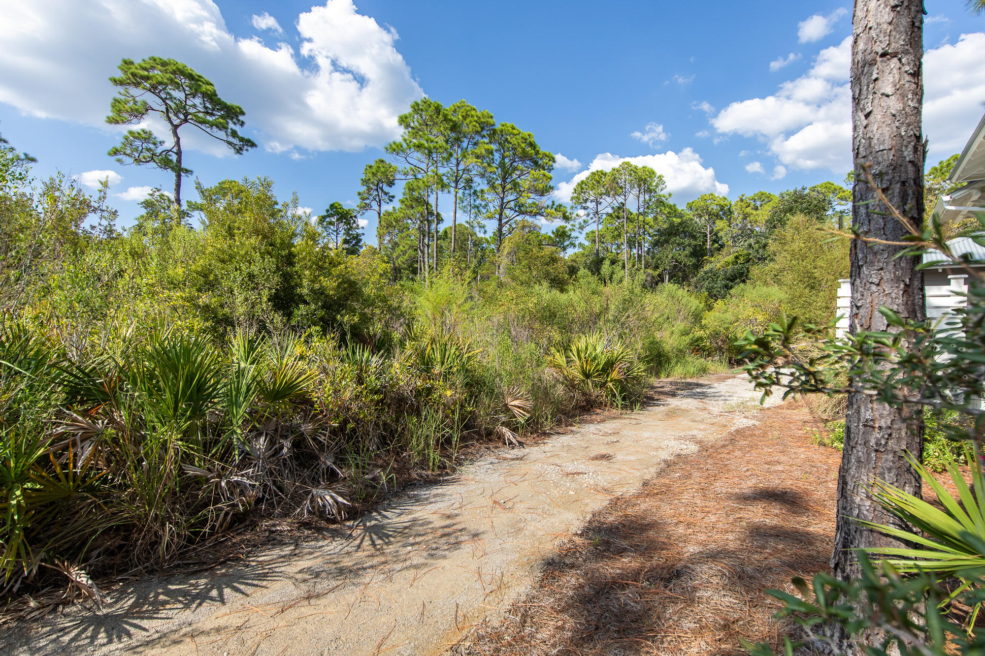 49 Endless Summer Way East Inlet Beach, FL 32461 - Photo 37 of 40 a view of a yard with plants and tree