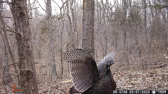 $595,000 | 8995 Bammann Place, Dittmer, MO 63023