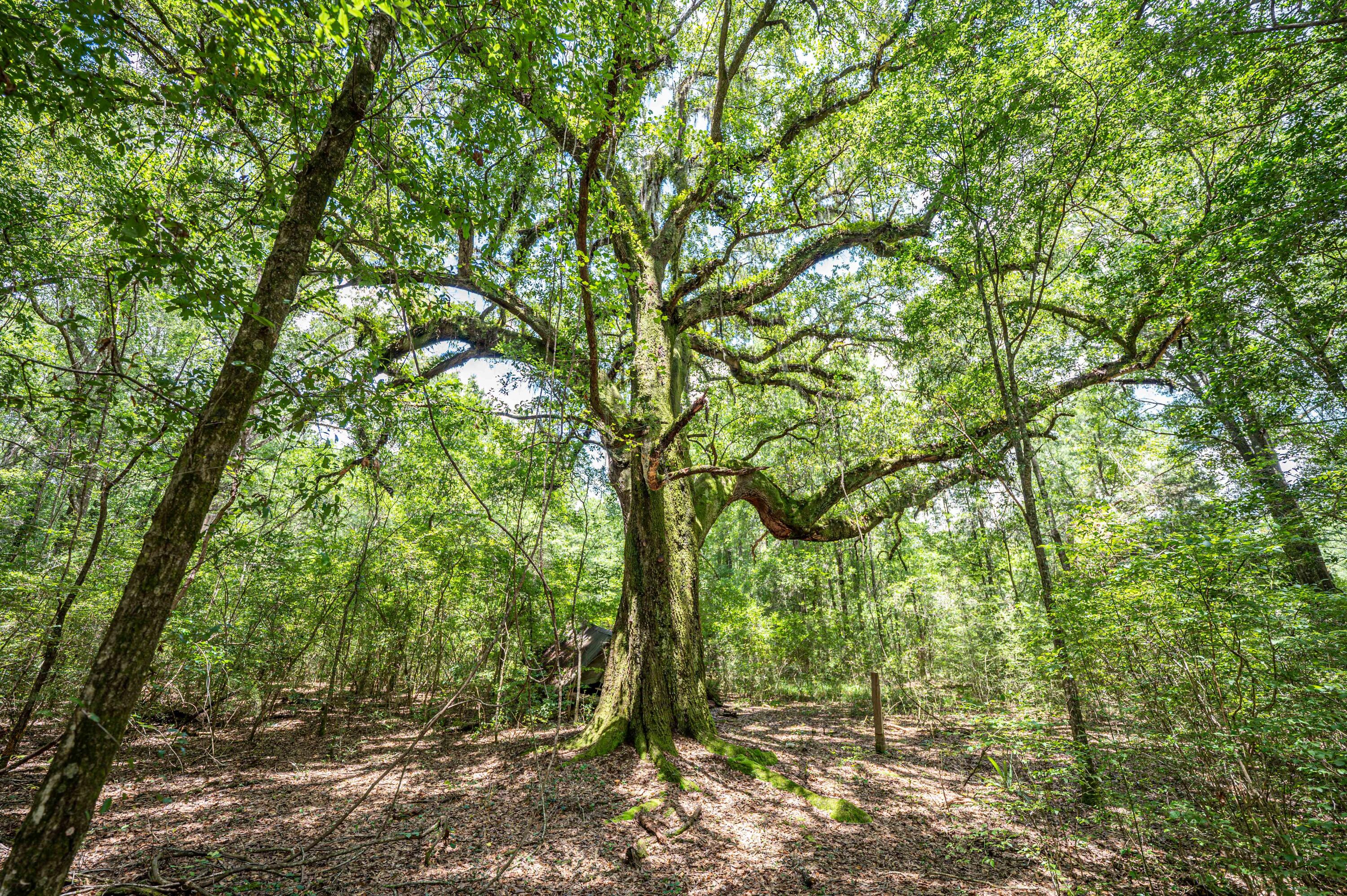 90 West Baker Baker, FL 32531 - Photo 5 of 6 a view of forest