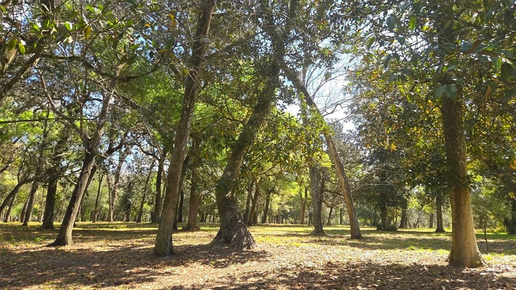 2140 St Johns River Road Astor, FL 32102 - Photo 10 of 13 a view of outdoor space with trees
