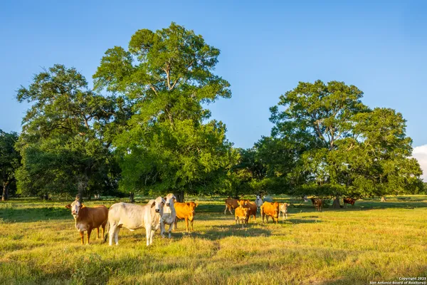 a view of a yard