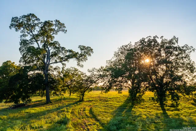 a view of swimming pool from a tree