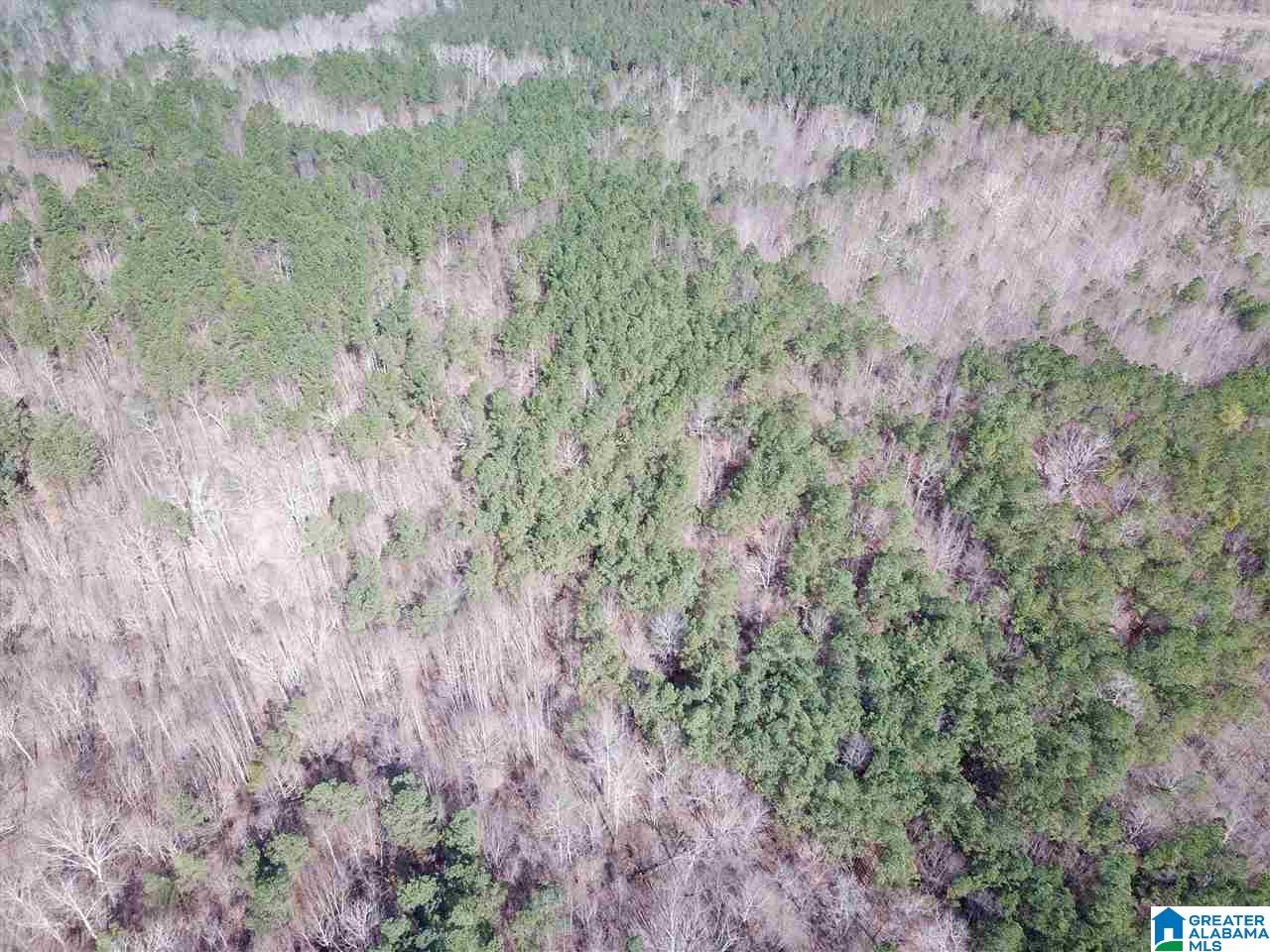 0 County Road 893 Heflin, AL 36264 - Photo 4 of 17