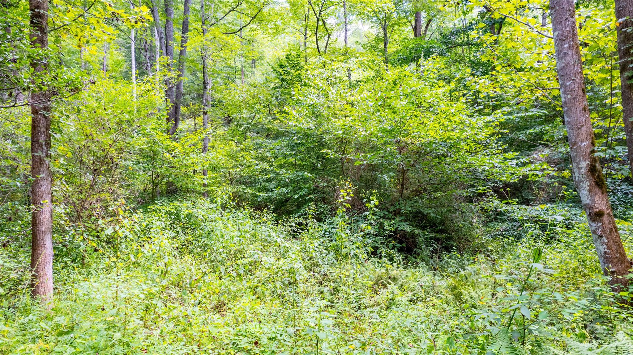 Tbd Tbd Collettsville Road, Unit 10 Collettsville, NC 28611 - Photo 9 of 19 a view of a lush green forest