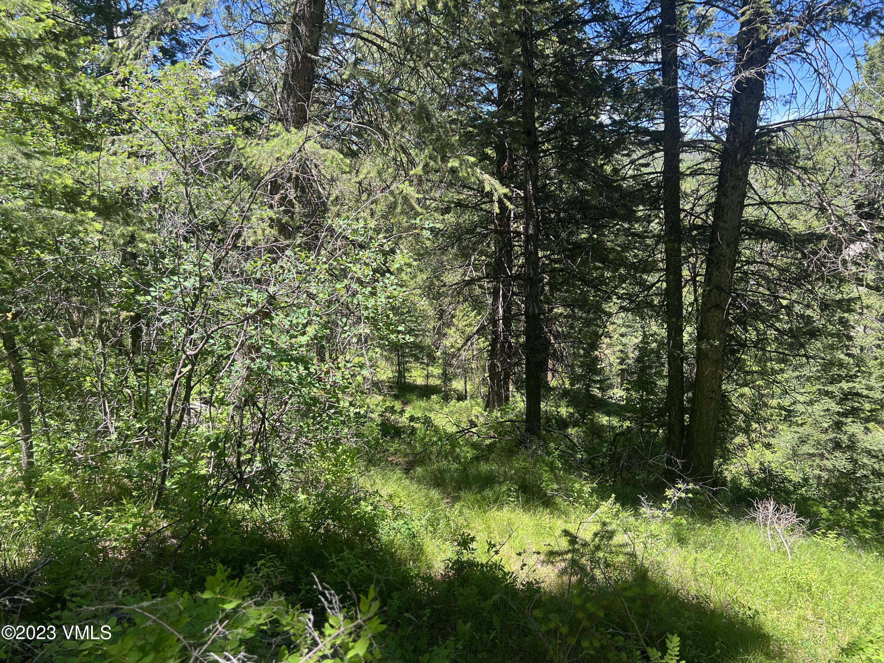 176 Sunquist Road Edwards, CO 81632 - Photo 15 of 19 a view of a lush green forest