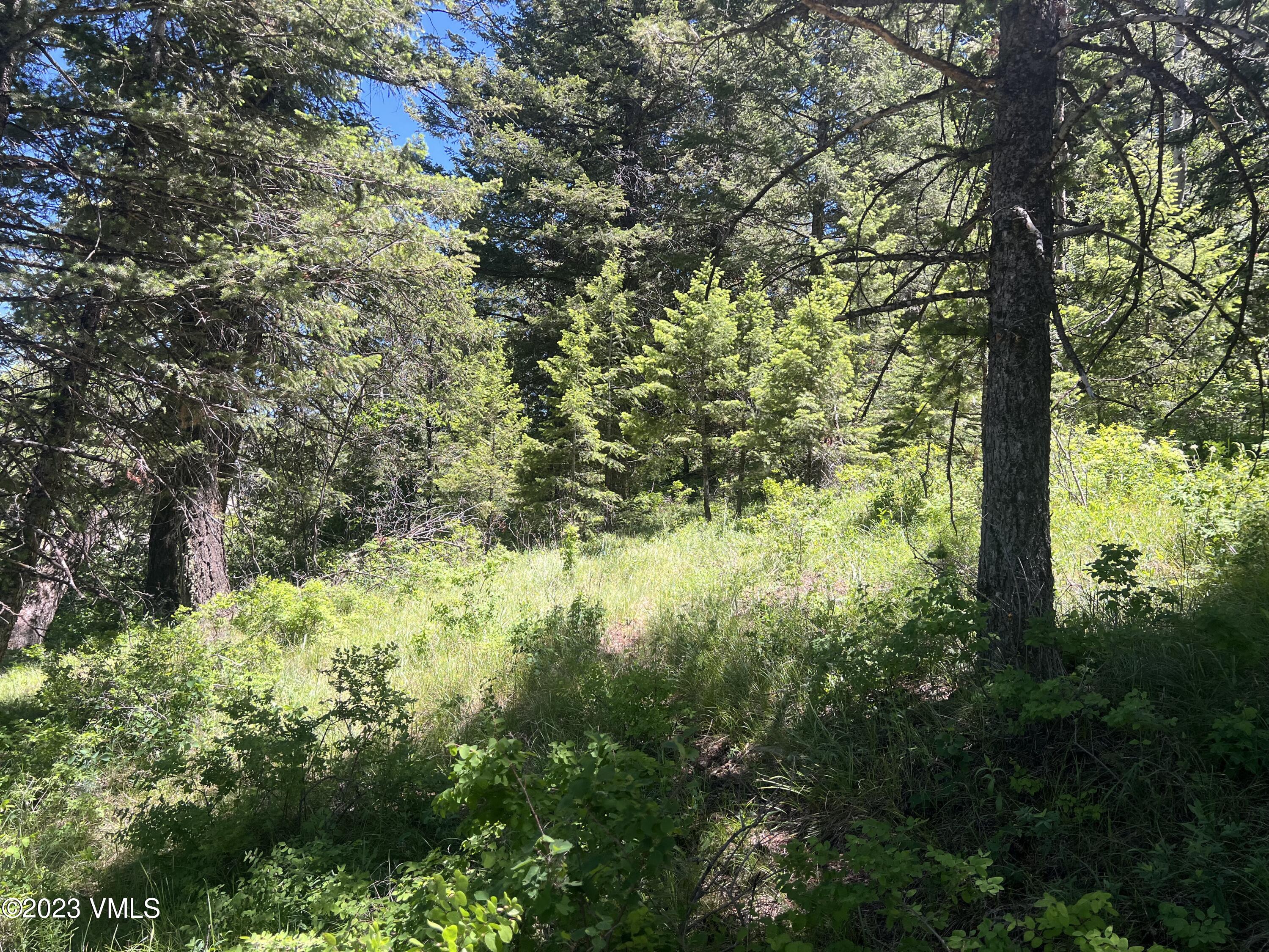 176 Sunquist Road Edwards, CO 81632 - Photo 16 of 19 a view of a yard with plants and a large tree