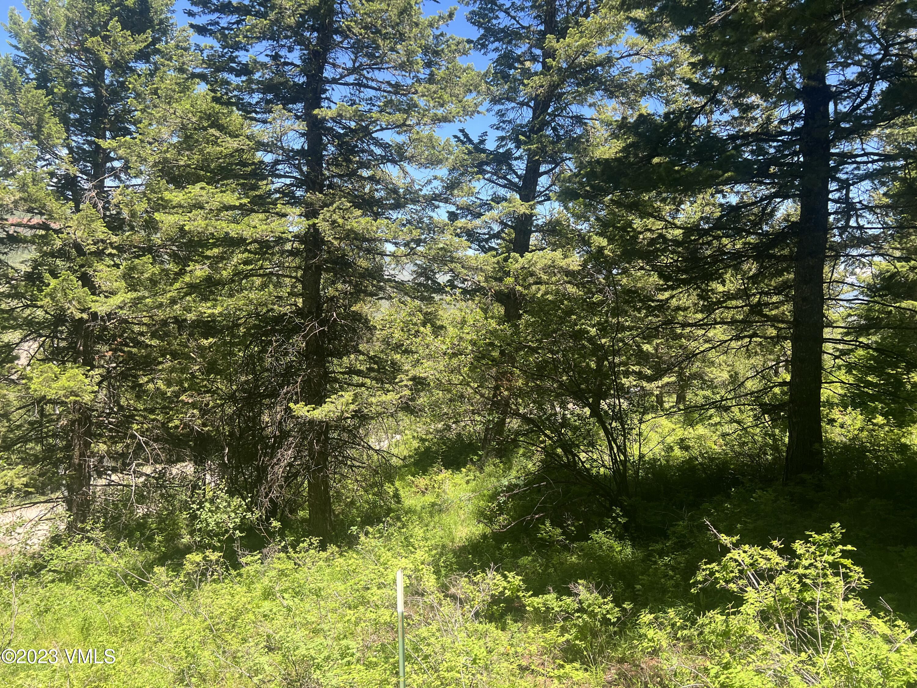 176 Sunquist Road Edwards, CO 81632 - Photo 7 of 19 a view of a tree with a plant