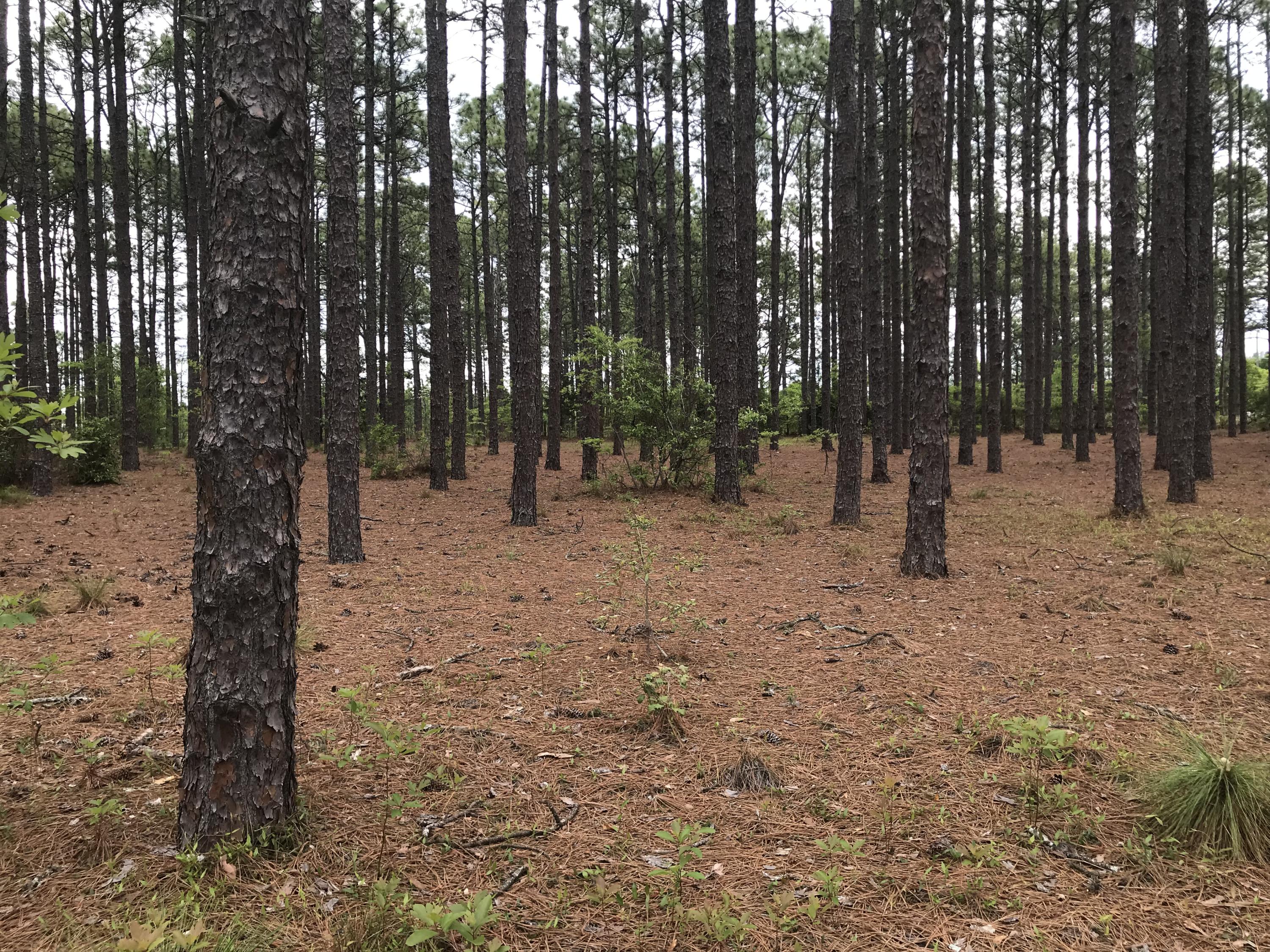 3073 Linden Road Aberdeen, NC 28315 - Photo 3 of 10 IMG_1001