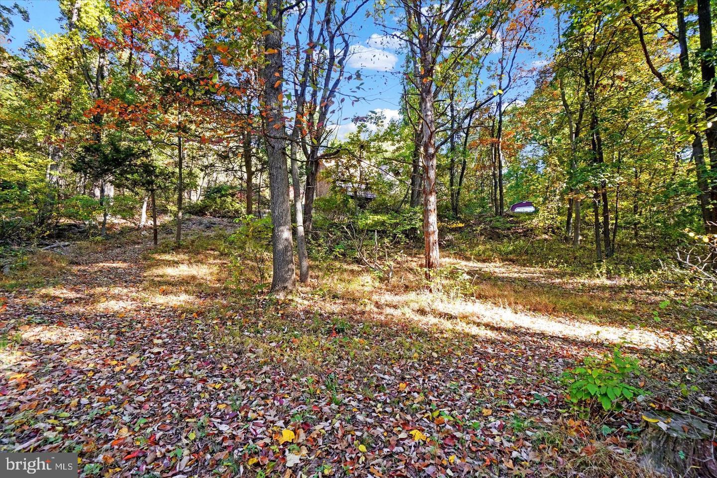 5601 Crone Road Dover, PA 17315 - Photo 48 of 53 a view of yard with trees