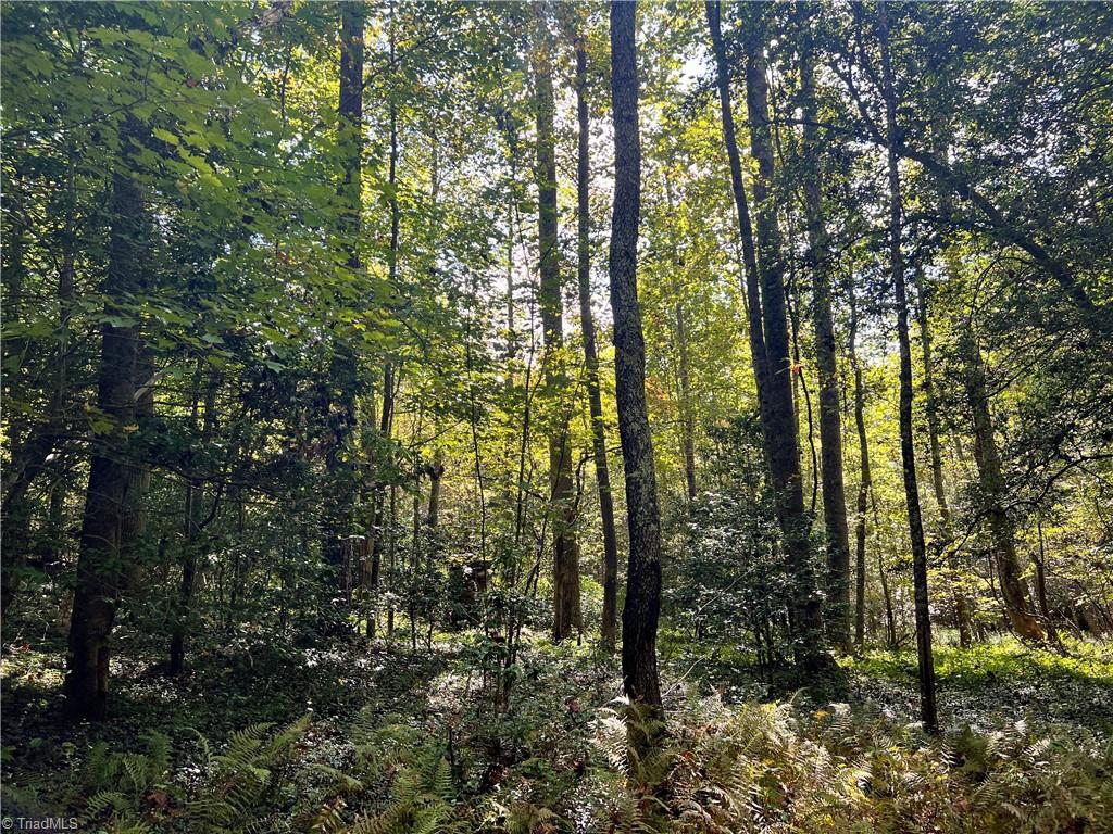 0 Pedigo Ridge Road, Unit 41 61 ACRES Claudville, VA 24076 - Photo 22 of 34 Gallery Image 22