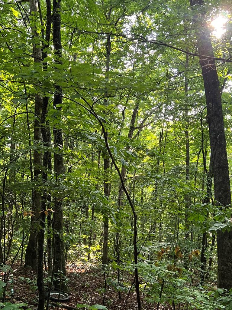 0 Laurel Drive Marble, NC 28905 - Photo 27 of 42