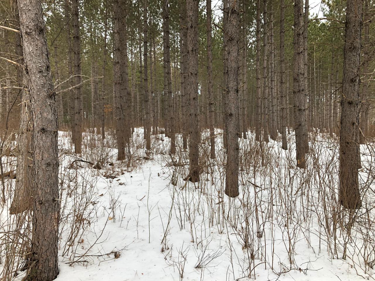 Near Swamp Lake Road Tomahawk, WI 54487 - Photo 18 of 22 Gallery Image 18