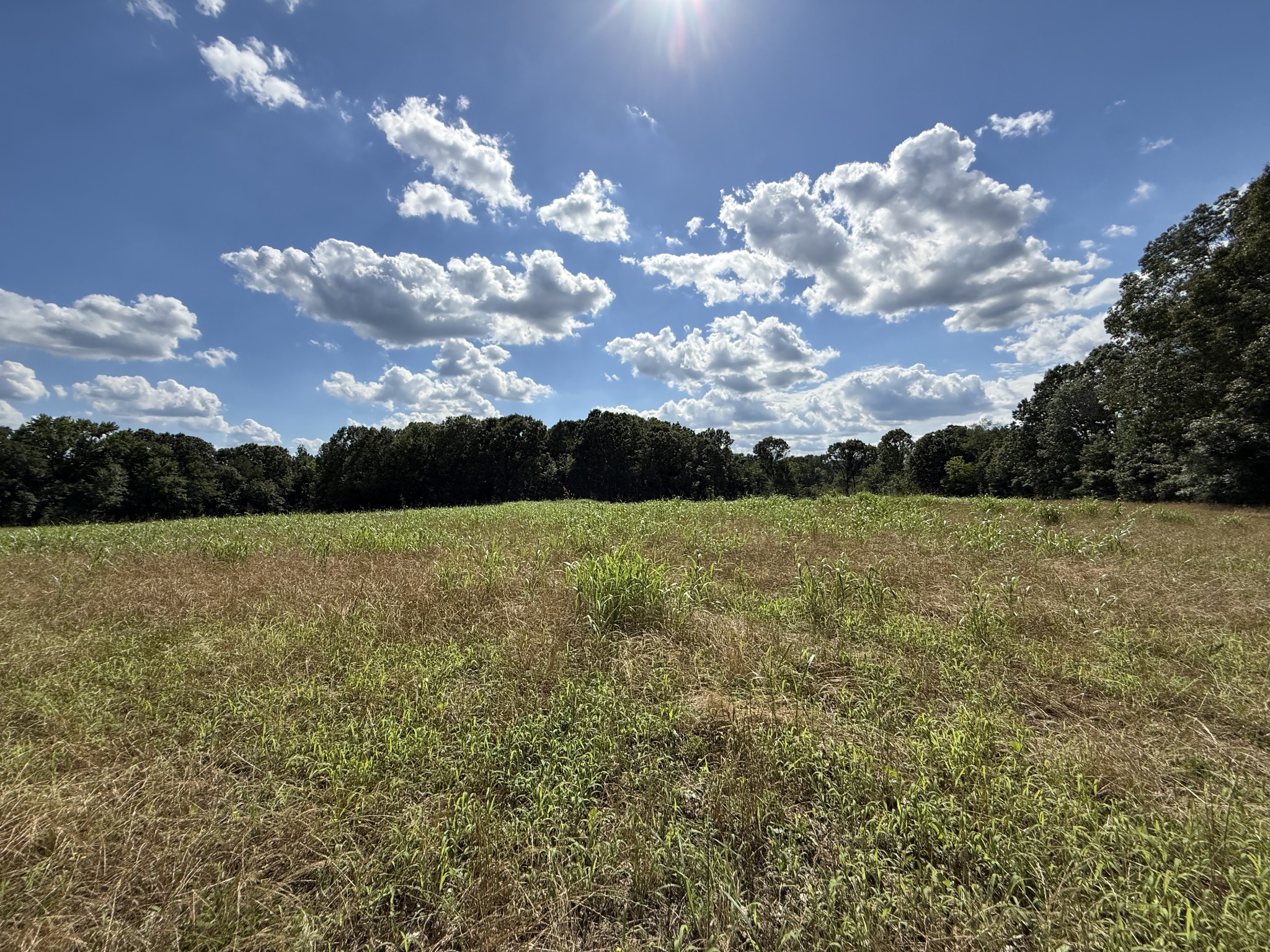 2333 Shady Grove Road McKenzie, TN 38201 - Photo 51 of 72