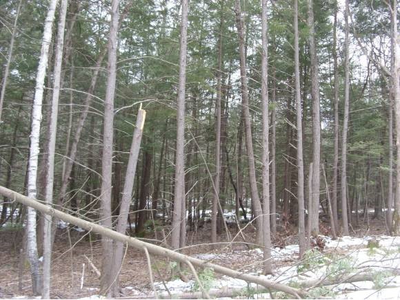 2 Beechtree Way Amherst, NH 03031 - Photo 8 of 15