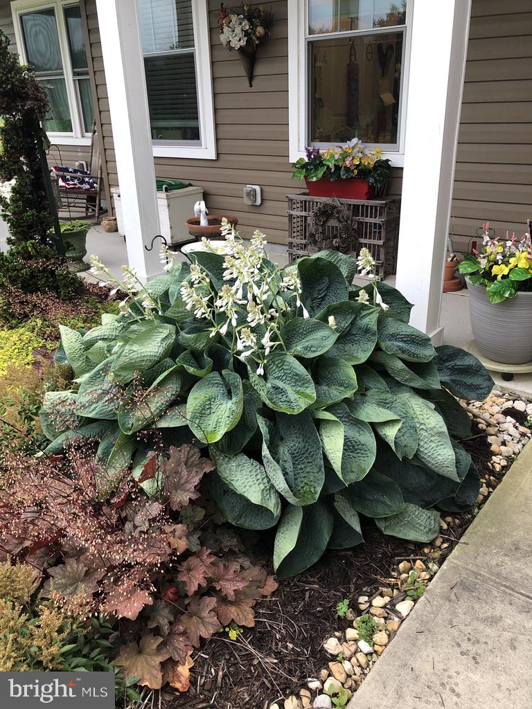 11910 Back Creek Road Bishopville, MD 21813 - Photo 65 of 94 Beautiful landscaping