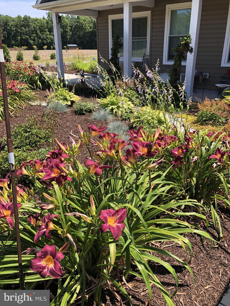 11910 Back Creek Road Bishopville, MD 21813 - Photo 66 of 94 Beautiful landscaping