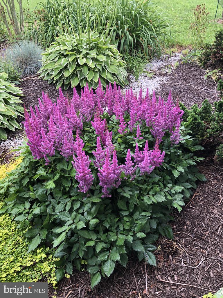 11910 Back Creek Road Bishopville, MD 21813 - Photo 68 of 94 Beautiful landscaping
