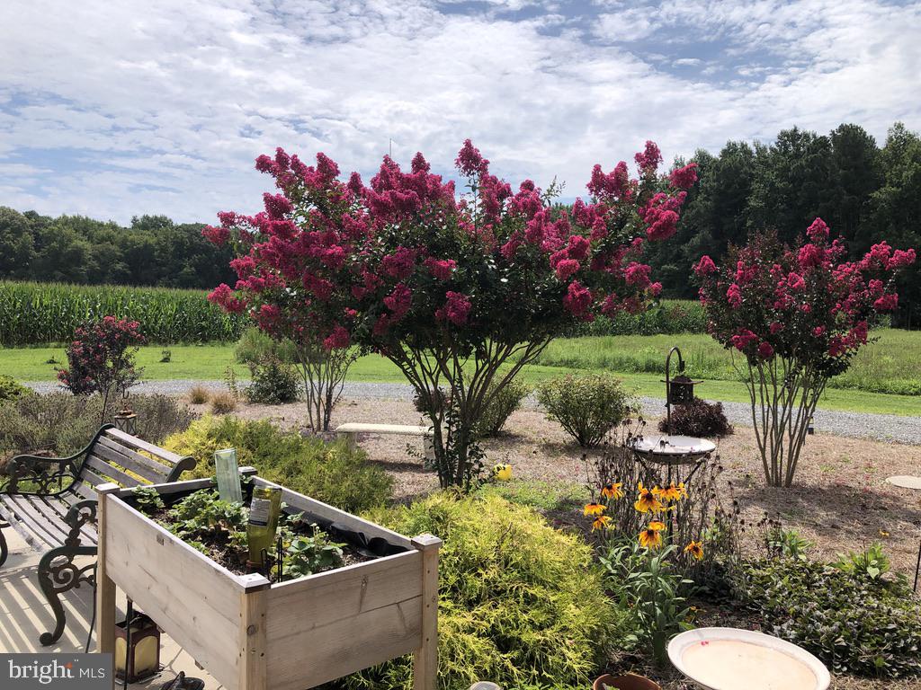 11910 Back Creek Road Bishopville, MD 21813 - Photo 69 of 94 Beautiful landscaping