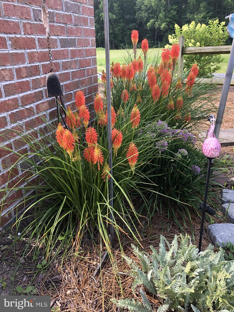 11910 Back Creek Road Bishopville, MD 21813 - Photo 70 of 94 Beautiful landscaping