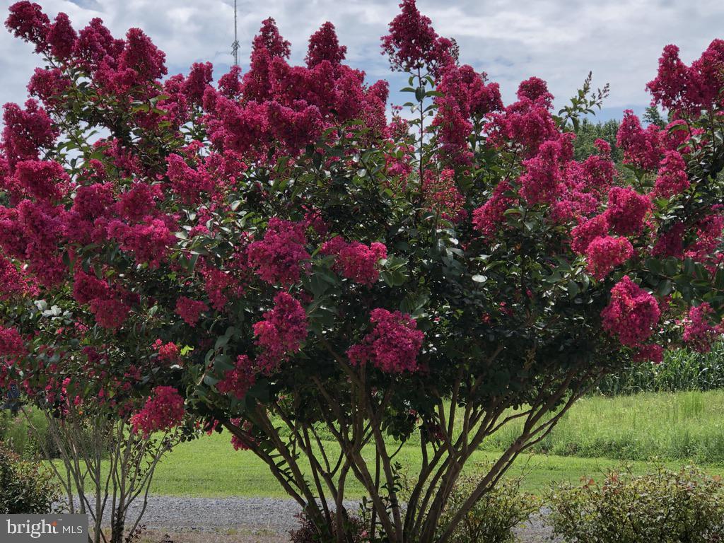 11910 Back Creek Road Bishopville, MD 21813 - Photo 73 of 94 Beautiful landscaping