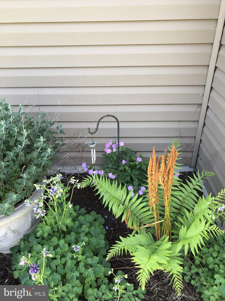 11910 Back Creek Road Bishopville, MD 21813 - Photo 74 of 94 a close up of a flower in a garden