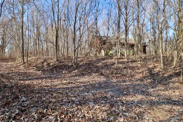 a view of backyard and tree