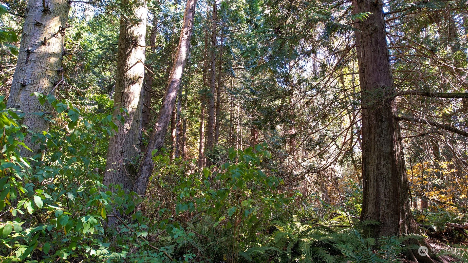 6140 Birch Point Road Blaine, WA 98230 - Photo 9 of 16 Gallery Image 9