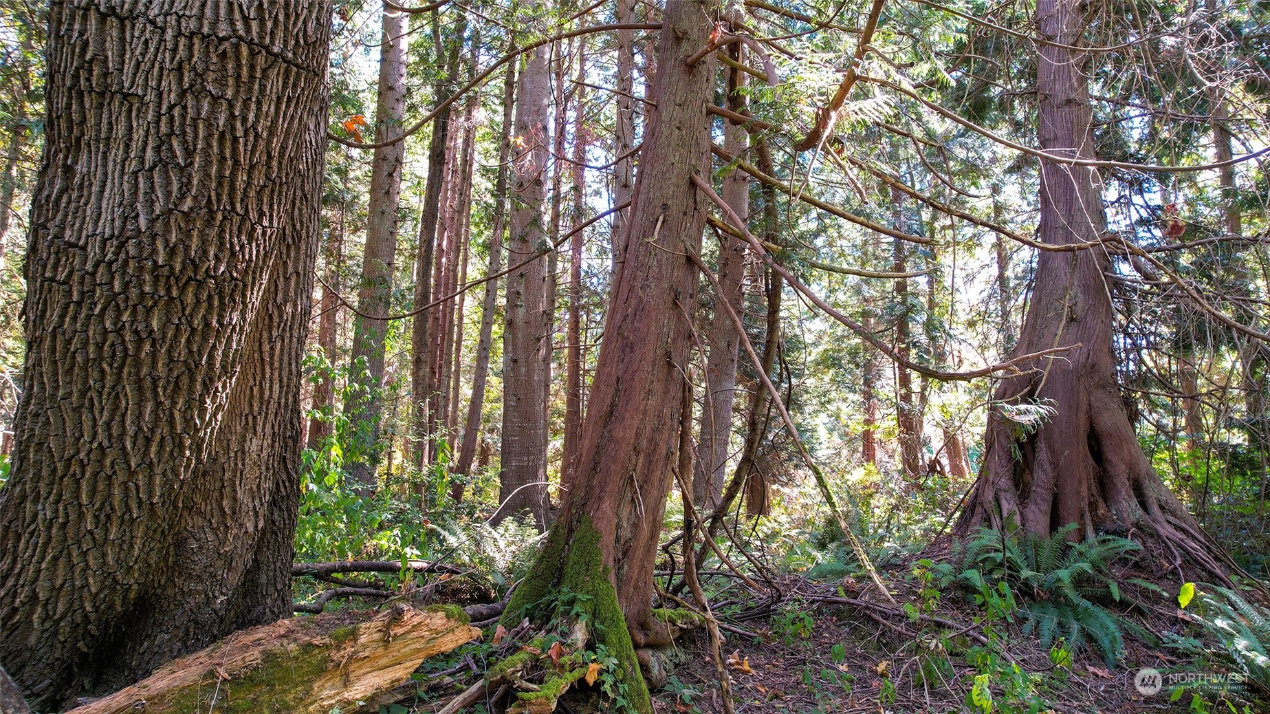 6140 Birch Point Road Blaine, WA 98230 - Photo 10 of 16 Gallery Image 10