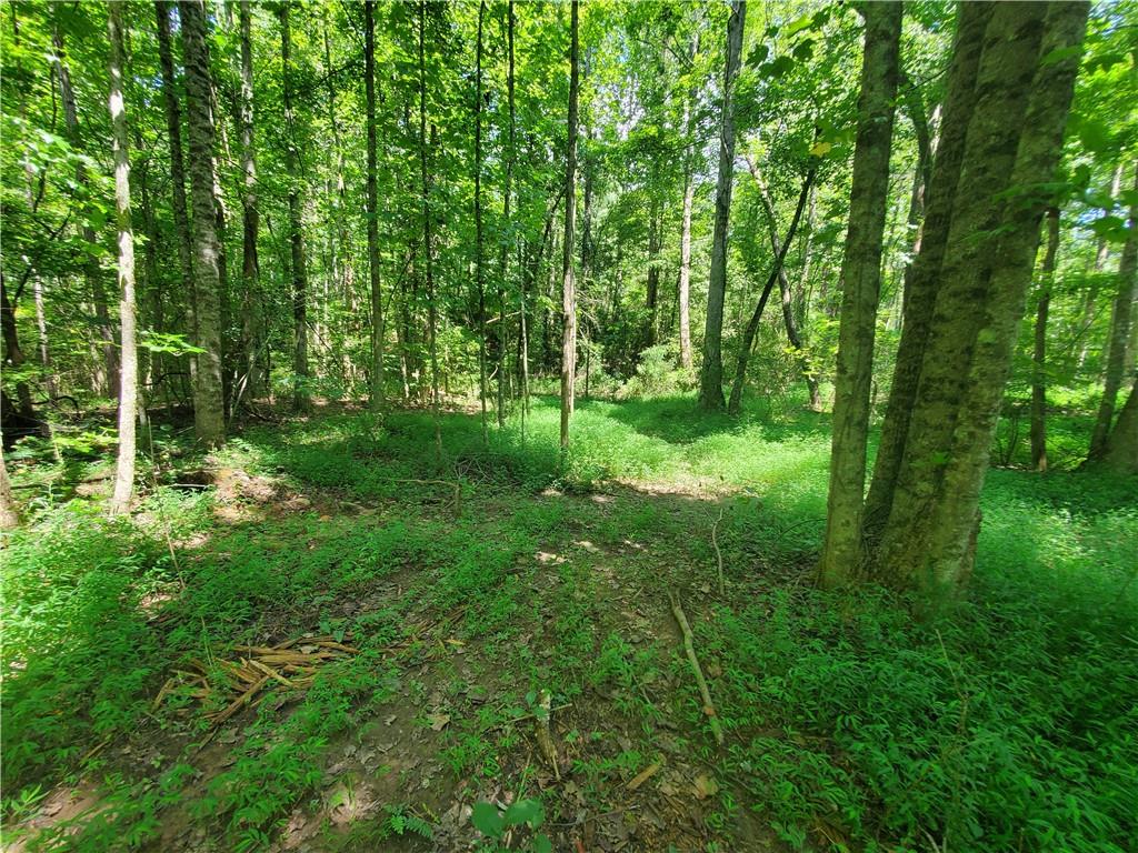 606 Keetor Road Talking Rock, GA 30175 - Photo 89 of 93 a view of a lush green forest