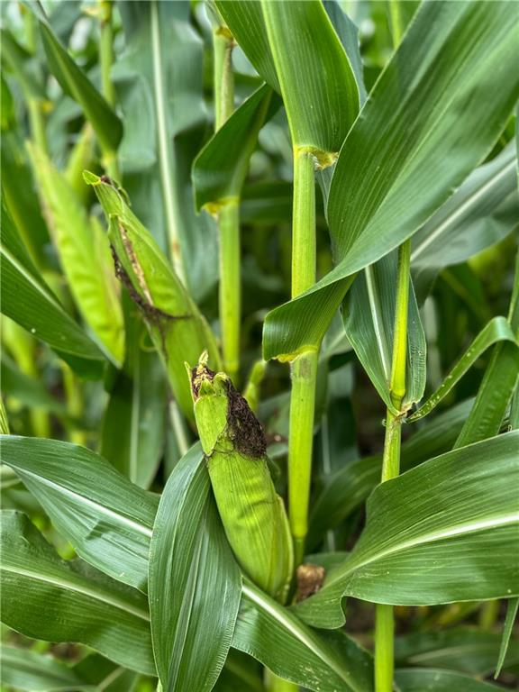 State Route Hamilton, MO 64644 - Photo 24 of 42