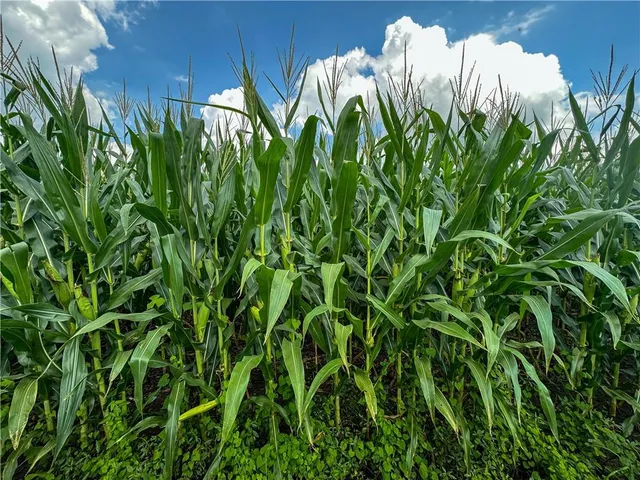 $1,056,000 | State Route, Hamilton, MO 64644