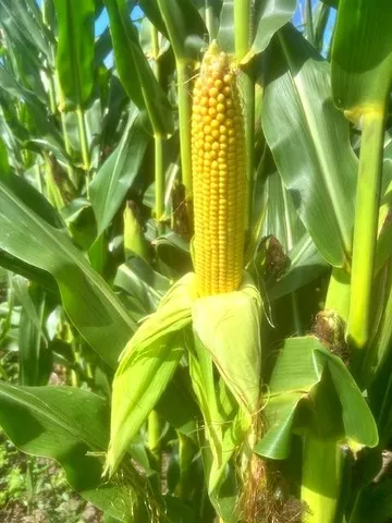 $1,056,000 | State Route, Hamilton, MO 64644