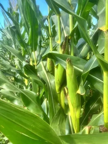 $1,056,000 | State Route, Hamilton, MO 64644